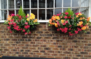 Hanging Basket Services for Pubs_image_012
