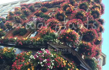 Hanging Basket Services for Pubs_image_014