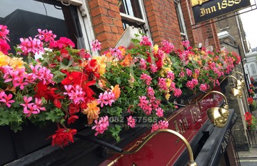 Hanging Basket Services for Pubs_image_026