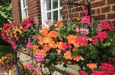 Hanging Basket Services for Pubs_image_029