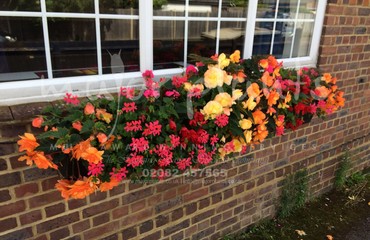 Hanging Basket Services for Pubs_image_033