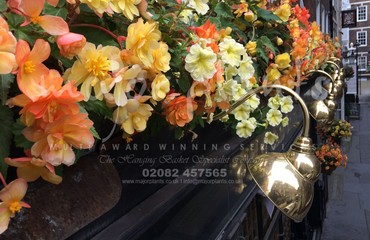 Hanging Basket Services for Pubs_image_035