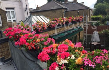 Hanging Basket Services for Pubs_image_048