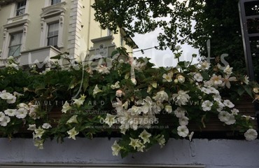 Hanging Basket Services for Pubs_image_053