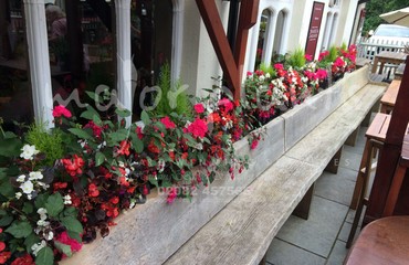 Hanging Basket Services for Pubs_image_055