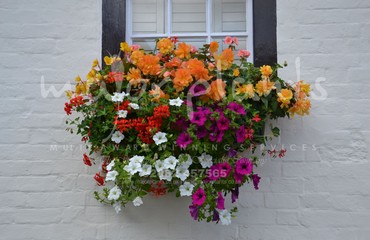 Hanging Basket Services for Pubs_image_068