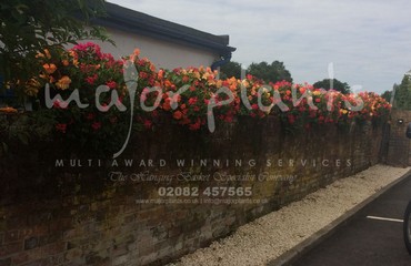 Hanging Basket Services for Pubs_image_071