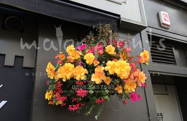 Hanging Basket Services for Pubs_image_082