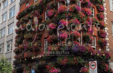 Hanging Basket Services for Pubs_image_083