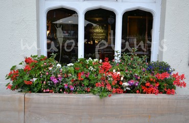 Hanging Basket Services for Pubs_image_094