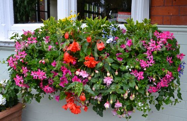 Hanging Basket Services for Pubs_image_095