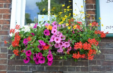 Hanging Basket Services for Pubs_image_096