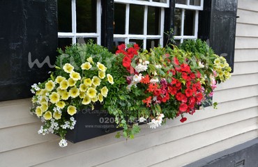 Hanging Basket Services for Pubs_image_097