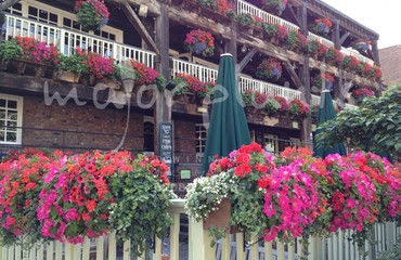 Hanging Basket Services for Pubs_image_103