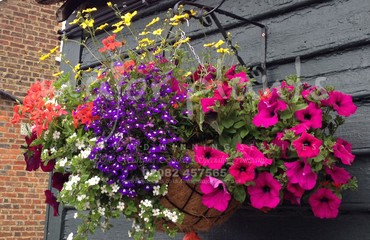 Hanging Basket Services for Pubs_image_110