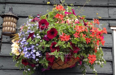 Hanging Basket Services for Pubs_image_111