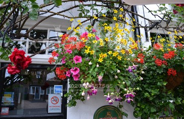 Hanging Basket Services for Pubs_image_112