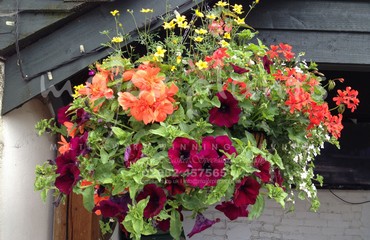 Hanging Basket Services for Pubs_image_117