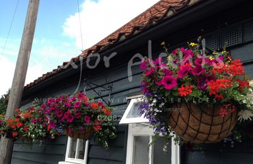 Hanging Basket Services for Pubs_image_119