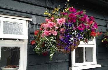 Hanging Basket Services for Pubs_image_120