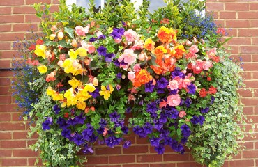 Hanging Basket Services for Pubs_image_127