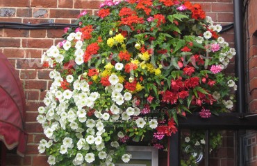 Hanging Basket Services for Pubs_image_132