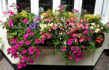 Hanging Basket Services for Pubs_image_136