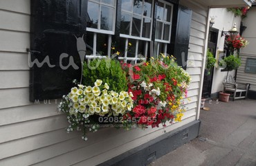 Hanging Basket Services for Pubs_image_143