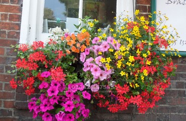 Hanging Basket Services for Pubs_image_147