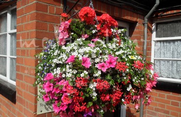 Hanging Basket Services for Pubs_image_149