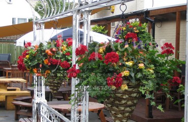 Hanging Basket Services for Pubs_image_154