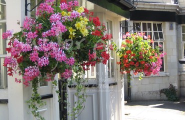 Hanging Basket Services for Pubs_image_155