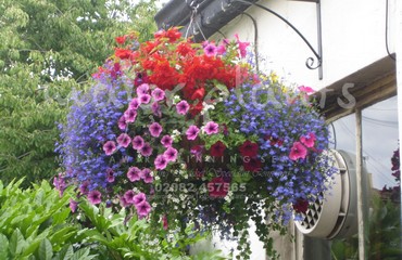 Hanging Basket Services for Pubs_image_161