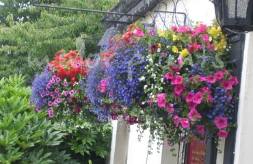 Hanging Basket Services for Pubs_image_162