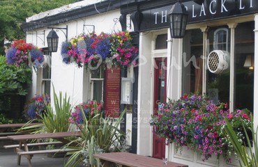 Hanging Basket Services for Pubs_image_163