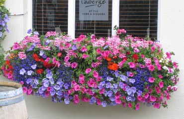 Hanging Basket Services for Pubs_image_166