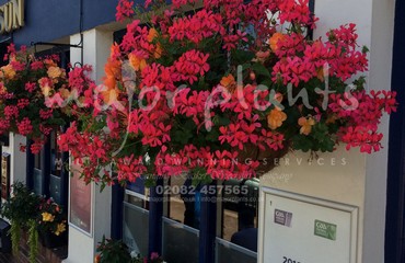 Hanging Basket Services for Pubs_image_169