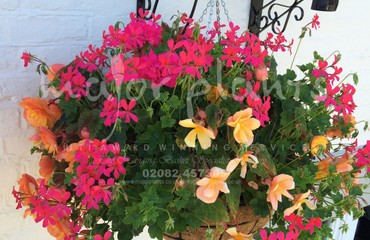 Hanging Basket Services for Pubs_image_170