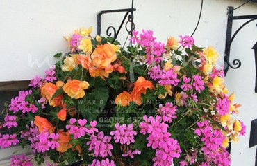 Hanging Basket Services for Pubs_image_171