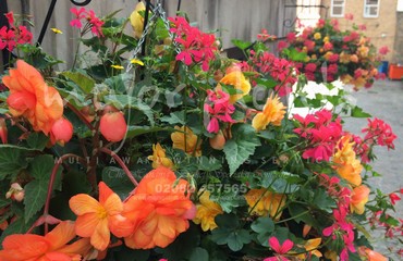 Hanging Basket Services for Pubs_image_172