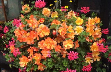 Hanging Basket Services for Pubs_image_173