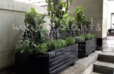 Herb Display for Restaurants and Bistros_image_012