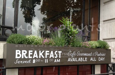 Herb Display for Restaurants and Bistros_image_015