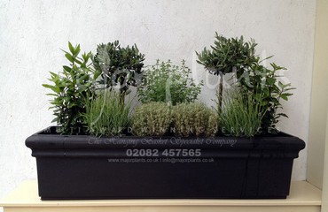 Herb Display for Restaurants and Bistros_image_016