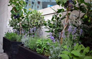 Herb Display for Restaurants and Bistros_image_019