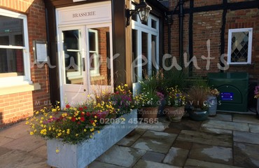 Pots and Troughs_image_119