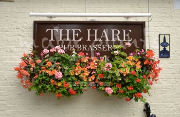 WBC The Hare_image_007