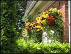 Hanging Baskets 004