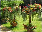 Hanging Baskets 007