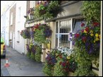 Hanging Baskets 009